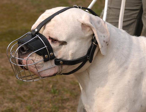 Argentinian Mastiff Wire Basket dog muzzle
