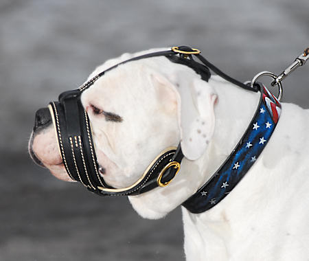 Argentinian Mastiff Royal Nappa Leather Dog Muzzle