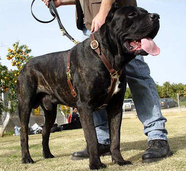 shock collar for cane corso