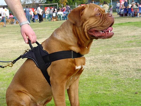mastiff dog harness