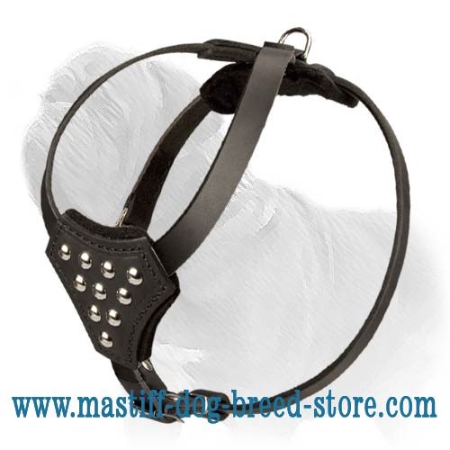 Gorgeous Mastiff Dog Collar with Felt Padding from Inside - Click Image to Close
