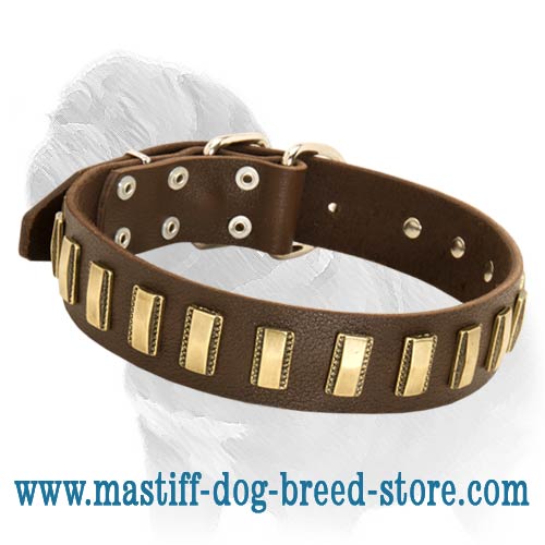 Fabulous Mastiff Collar with Brass Curved Plates