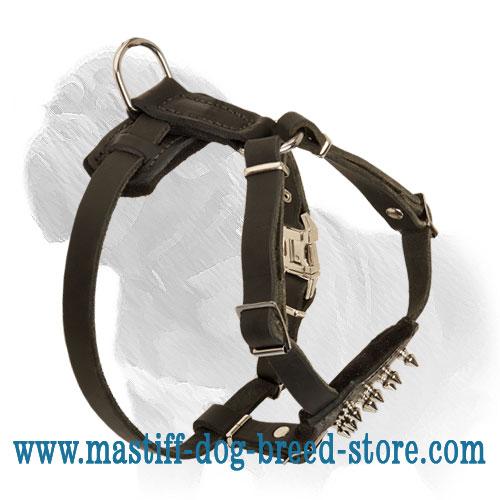 Leather Spiked Mastiff Dog Harness for First Walks