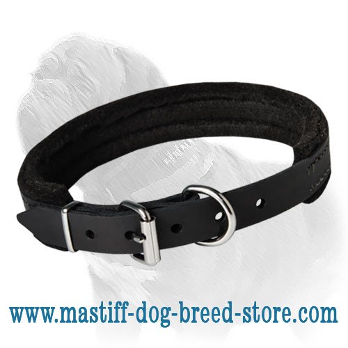 Multitasking Leather Padded Dog Collar for Mastiff Breed - Extra Thin