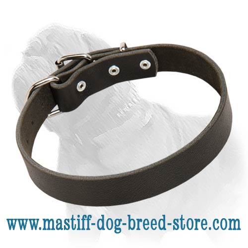 Fantastic Leather Buckle Collar for Daily Walks and Training of Your Mastiff