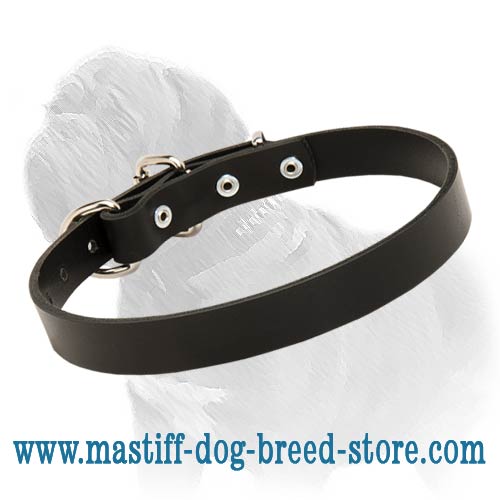 Slap-up Leather Collar for Energetic Mastiff Dog - Simplicity Is The Beauty