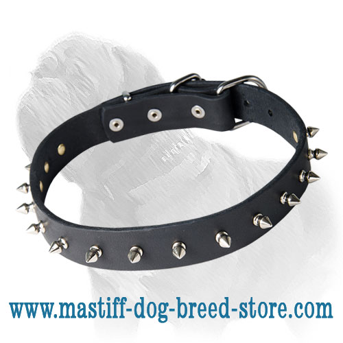 Elegant Spiked Dog Collar for Mastiff Walking and Exercising