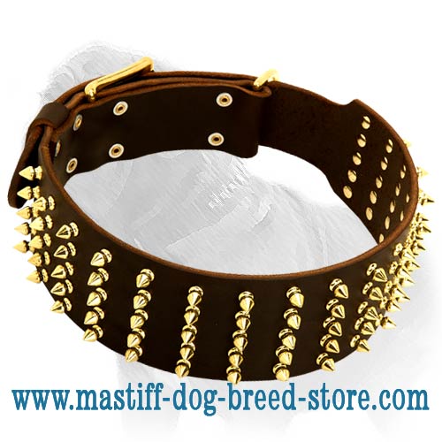 Extra Wide Leather Collar with Gold Color Spikes for Mastiff Walking