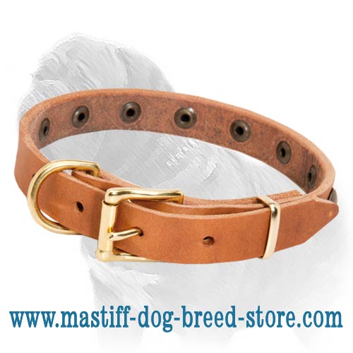 Leather Dog Collar with Brass Half-Ball Studs for Mastiff Puppies and Small Breed Dogs