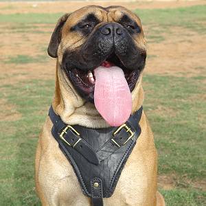 Ultra Leather Dog Harness for Mastiff -Tracking Harness
