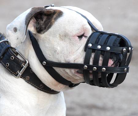 Everyday Light Weight Ventilation Argentinian Mastiff muzzle