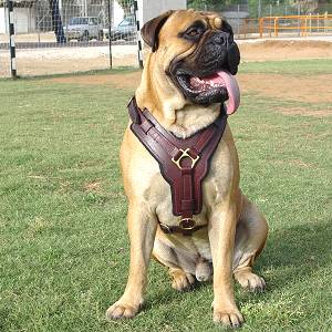 Exclusive Luxury Handcrafted Padded Leather Dog Harness : Mastiff Breed:  Harnesses, Muzzles, Collars, Leashes, Bite Tugs and Toys