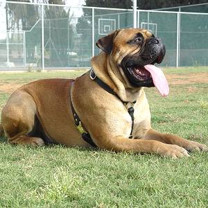 Luxury handcrafted dog harness made To Bullmastiff