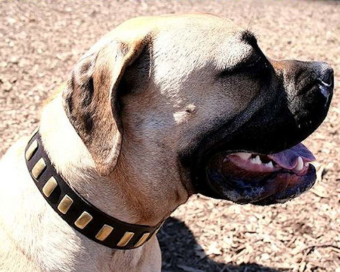 Bullmastiff Leather Dog Collar -Gorgeous Wide Collar With Plates - Click Image to Close