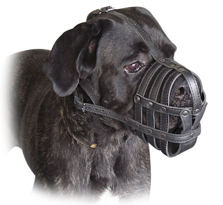 Leather Basket Dog Muzzle for my canecorso