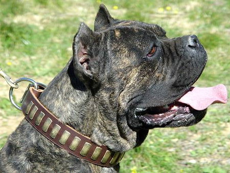 Custom Leather Dog Collar for CANE CORSO - Designer Dog Collar