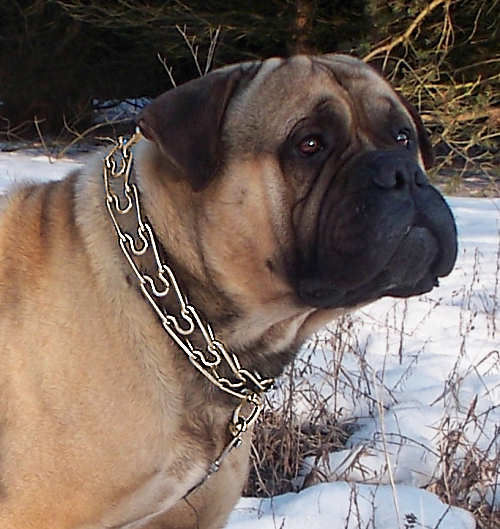 Mastiff Curogan dog pinch collar made in Germany-training collar