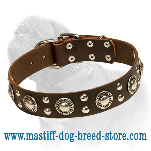 'Silver Knights' Mastiff Dog Collar