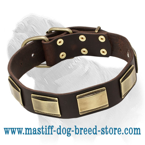'Julius Caesar' Mastiff Dog Collar with Large Brass Plates