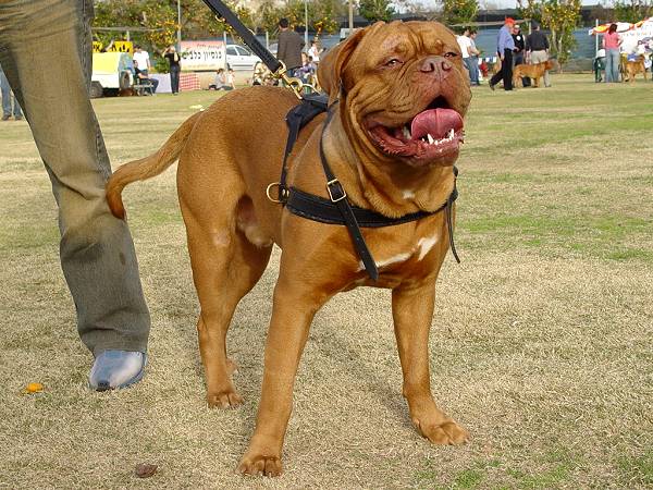 Tracking/Pulling Leather Dog Harness For French Mastiff