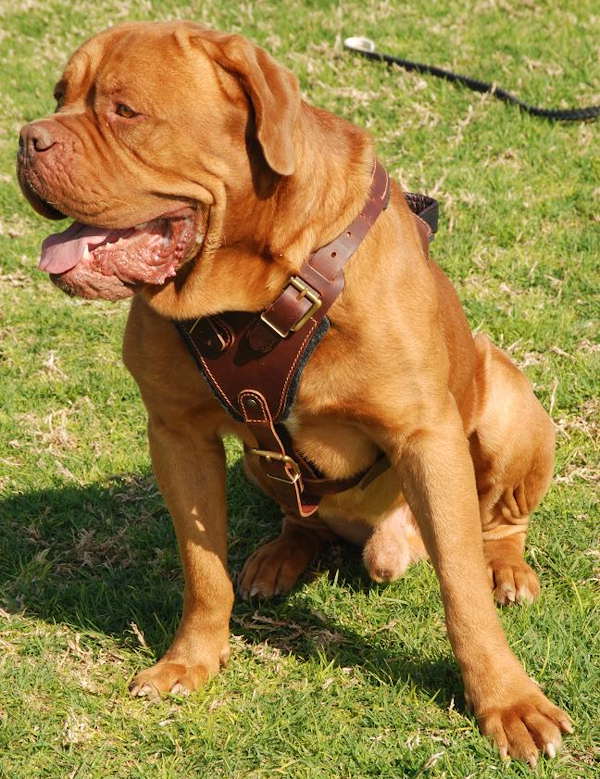 Working/Best Leather Dog Harness for French Mastiff