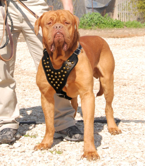 French Mastiff Studded Walking dog harness-handmade harness