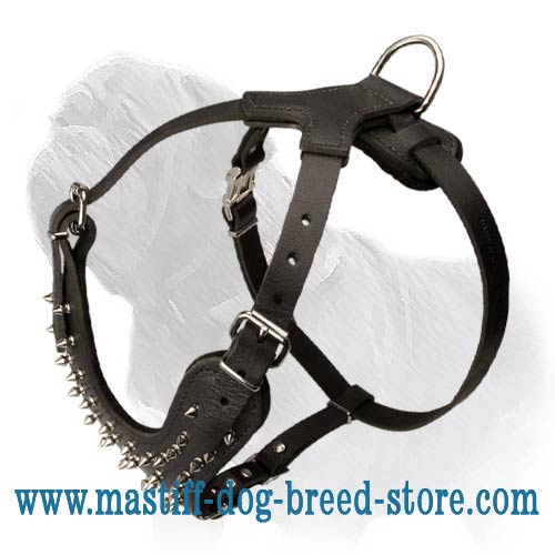 Spiked 2-Ply Latigo Harness for Mastiff
