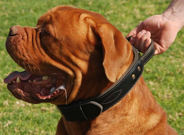 best shock collar for mastiff