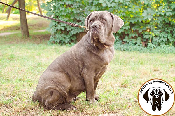 Mastiff leather leash of classy design with brass plated hardware for daily walks