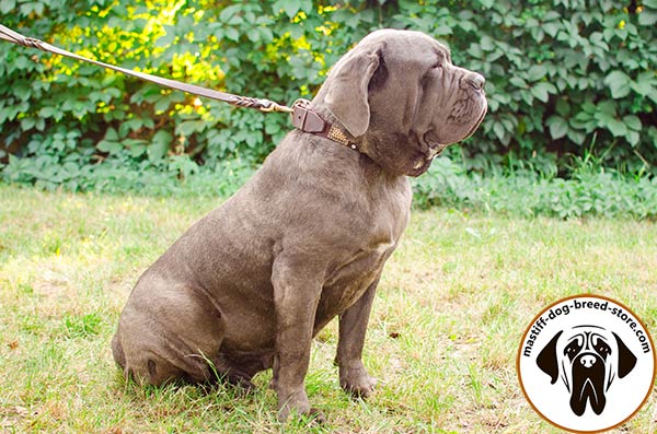 Mastiff leather leash of high quality with riveted hardware for daily activity