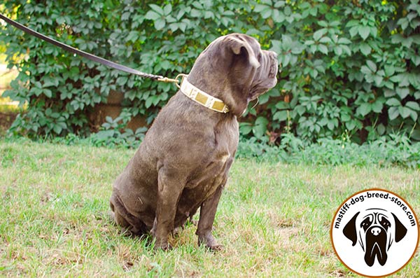 Mastiff leather leash of genuine materials with handle for basic training