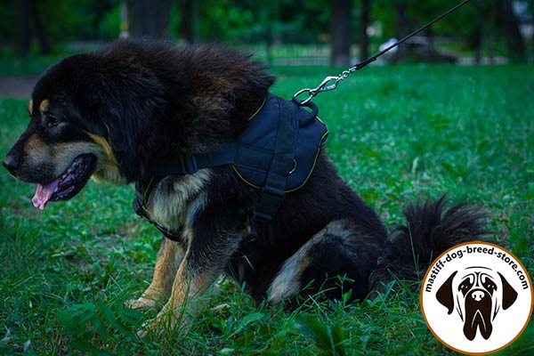 Mastiff nylon leash of high quality with handle for tracking