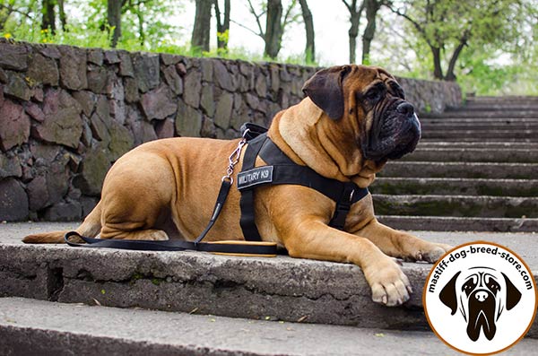 Mastiff nylon leash padded with nickel plated hardware for quality control