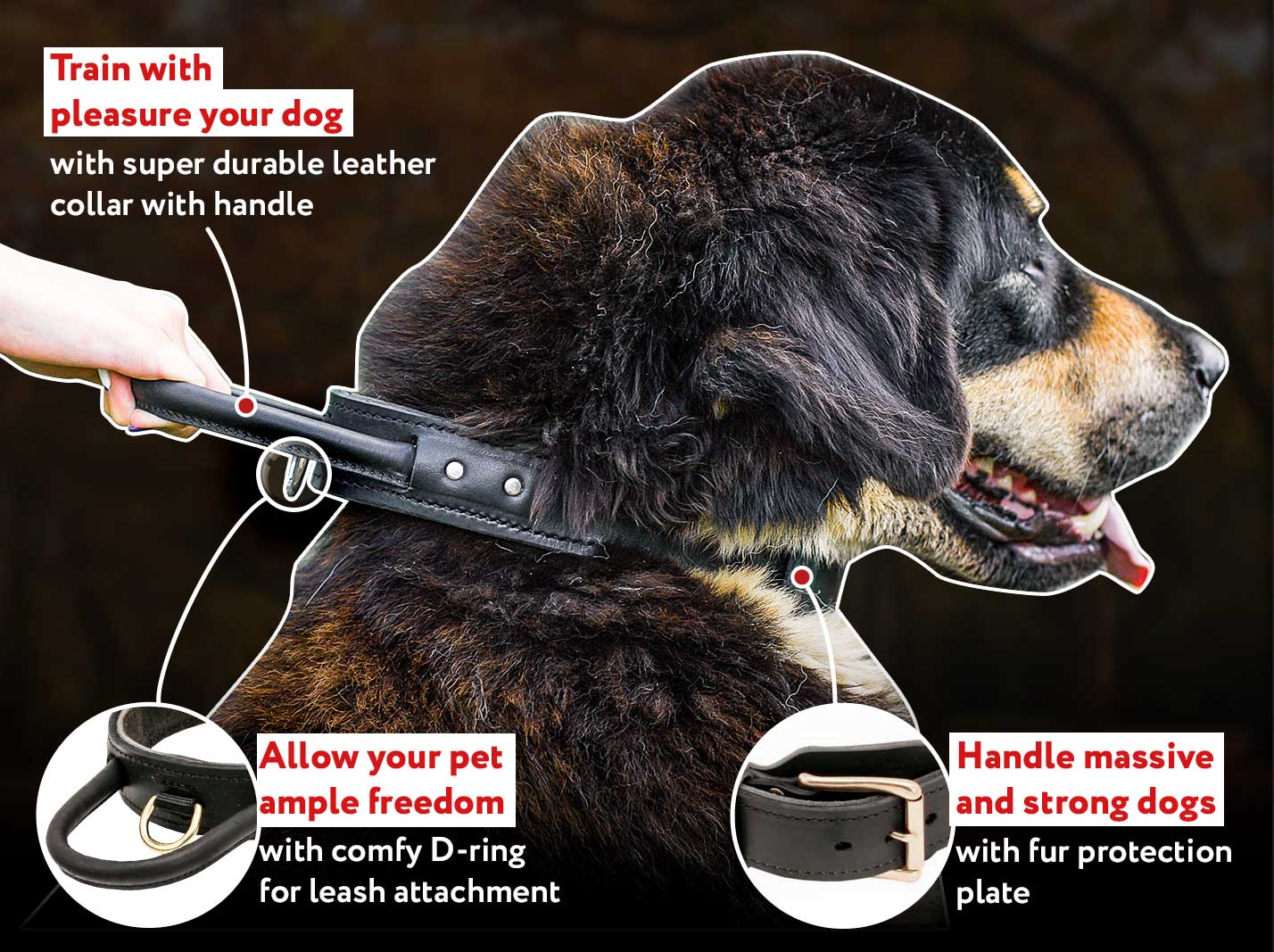 Cane corso training dog collar -2 ply leather collar w/h handle