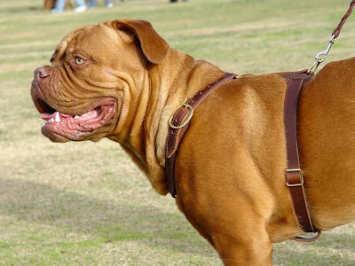 dog harness for french mastiff