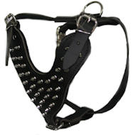 English Mastiff Spiked leather dog harness-Deluxe spiked harness