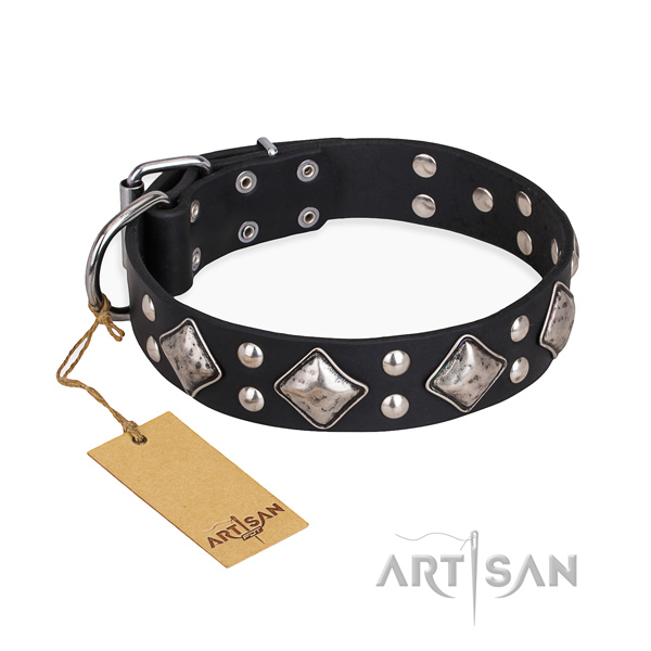 Fancy walking impressive dog collar with rust resistant hardware