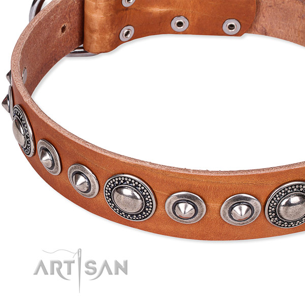 Fancy walking studded dog collar of finest quality full grain genuine leather