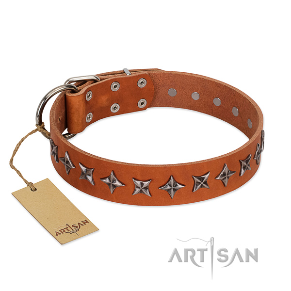 Everyday walking dog collar of top quality genuine leather with adornments