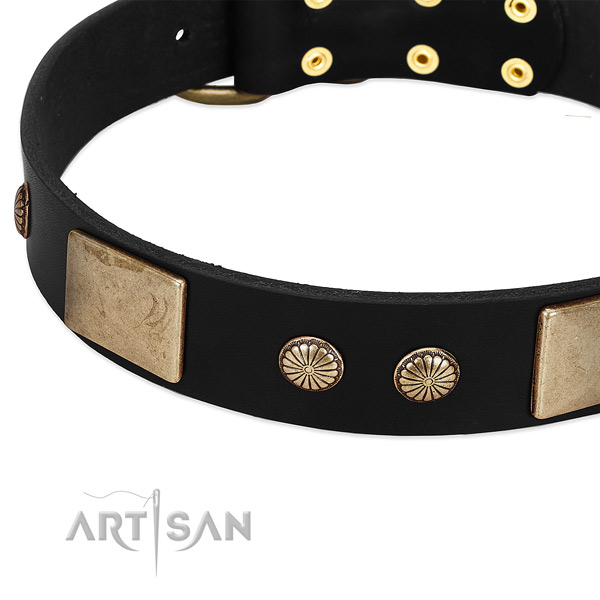 Full grain genuine leather dog collar with adornments for everyday walking