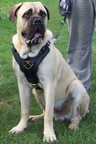 English Mastiff Dog Harness-Exclusive Luxury Handcrafted Padded