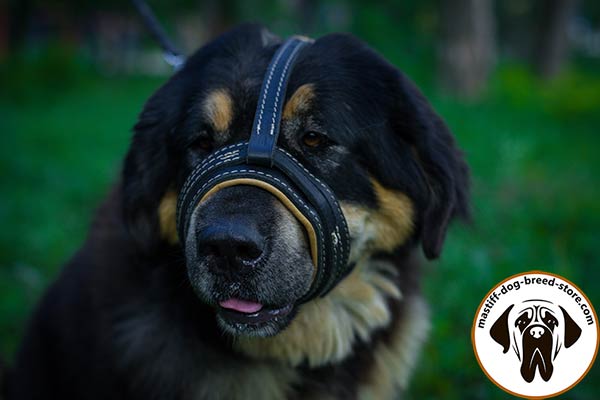 Leather Mastiff muzzle for barking prevention