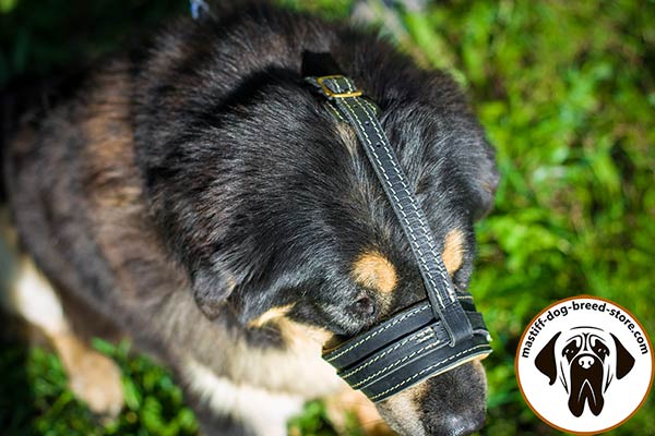 Easy-to-use leather Mastiff muzzle with adjustable straps