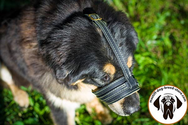 Easy-adjustable leather canine muzzle for Mastiff walking