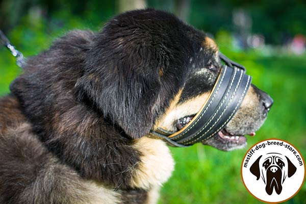 Stitched and riveted leather dog muzzle for Mastiff