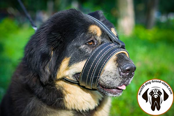 Thoroughly stitched leather dog muzzle for Mastiff