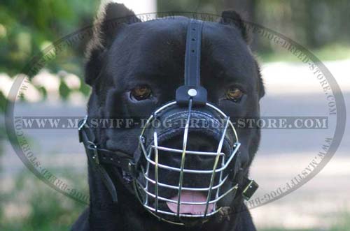 Walking Mastiff Dog Muzzle for Mastiffs