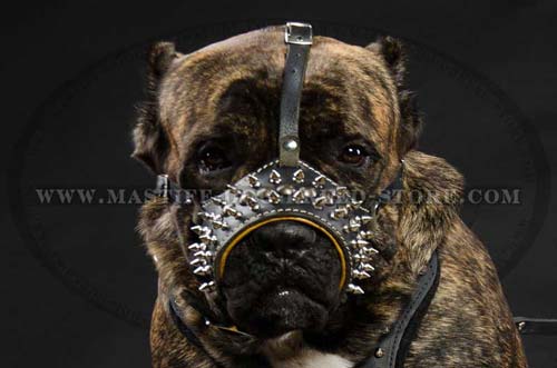 Nappa Padded Leather Muzzle for Mastiff Breed Dogs Walking