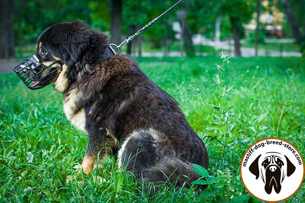 Metal Mastiff muzzle with good air circulation