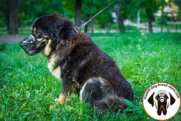 Well-ventilated wire cage Mastiff muzzle for comfy walks